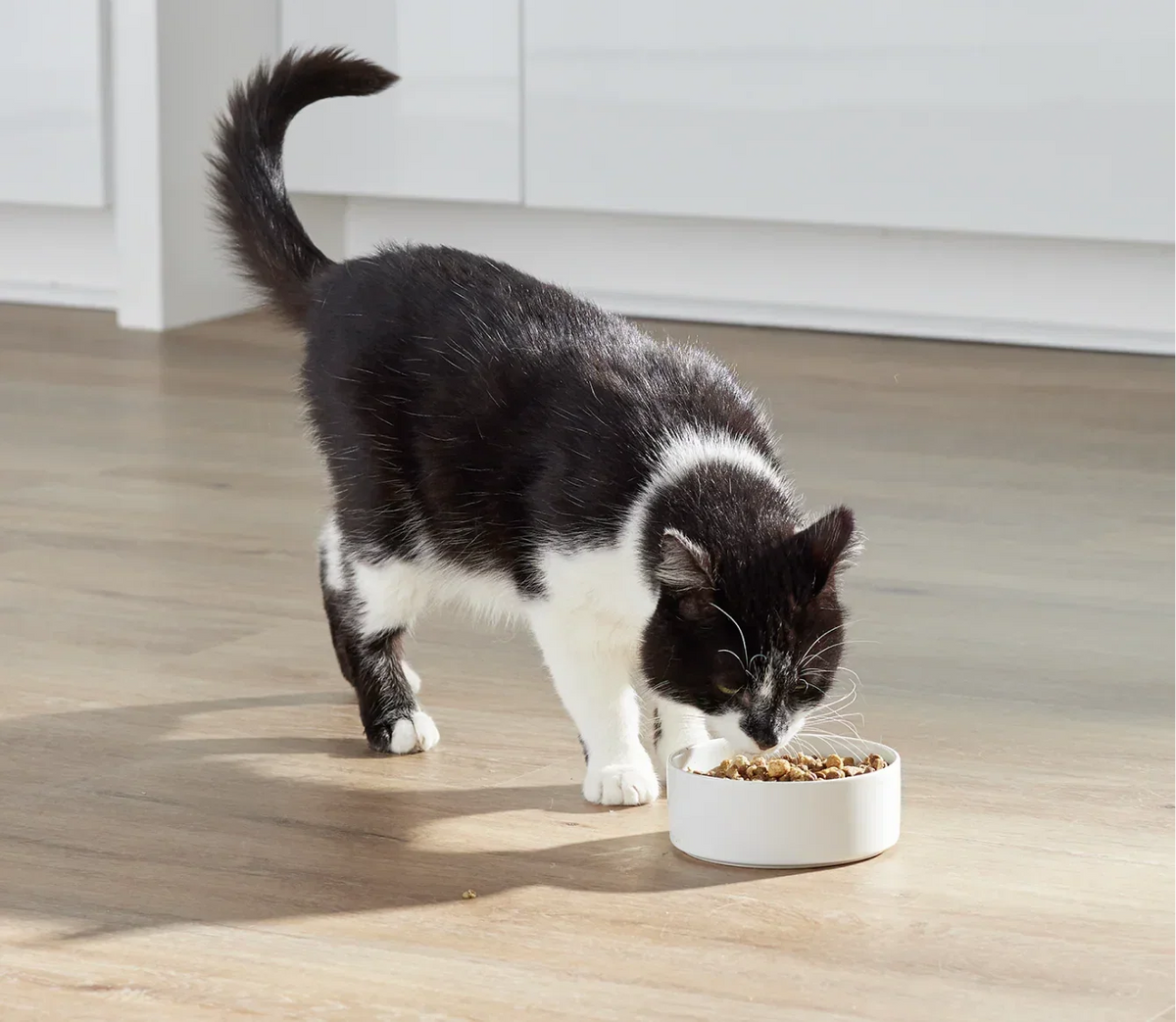 RawMix Grain-Free Kitten Kibble