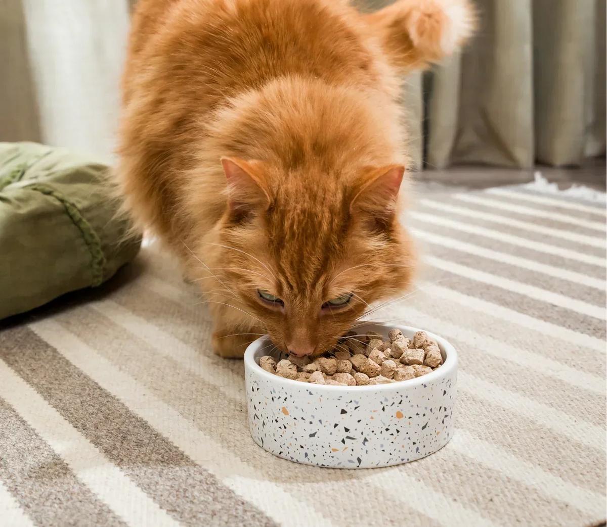 Surf & Turf Freeze Dried Raw Morsels for Cats