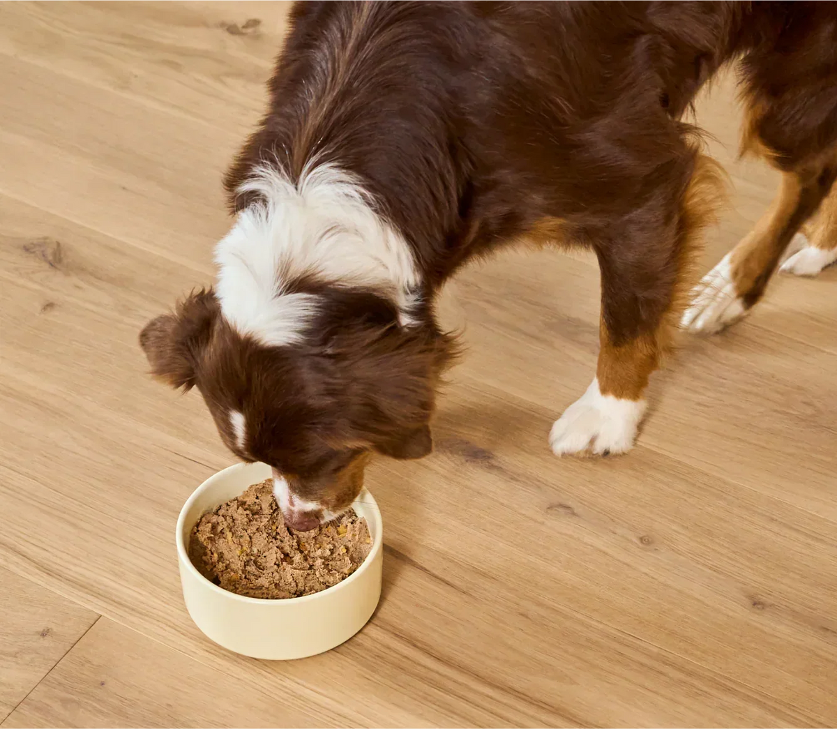 Homestead Turkey Pâté for Dogs
