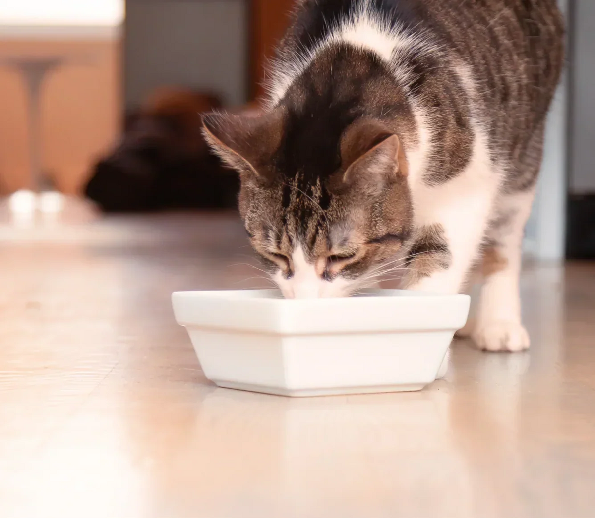 Harvest Chicken Rustic Blend Wet Cat Food
