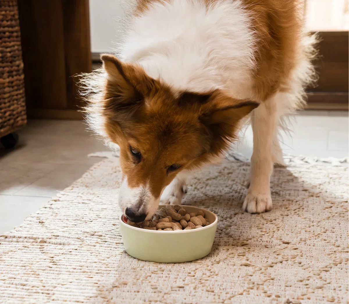 Icelandic Herring & Salmon Oil For Dogs