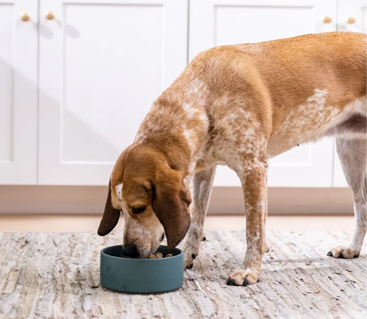 RawMix Tide & Terrain Freeze Dried Raw Morsels for Dogs