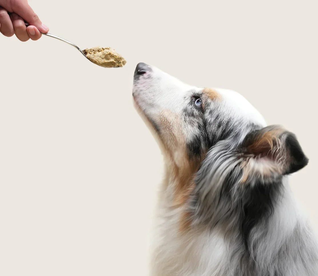 Harvest Chicken Grain-Free Freshly Crafted Dog Food