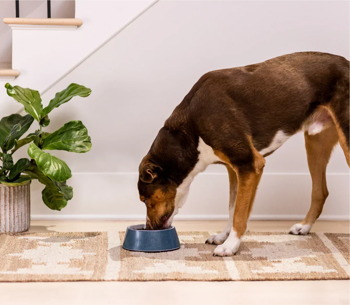Chicken & Salmon Ancient Grains Puppy Kibble