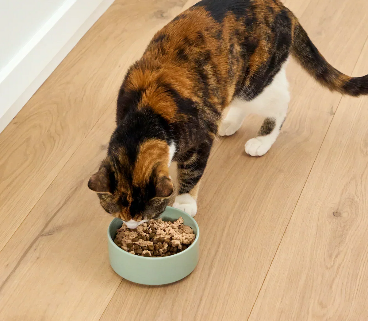 Arctic Char Topper for Cats