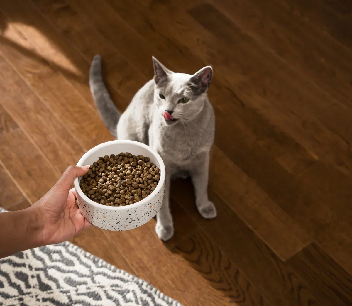 Wild-Caught Salmon Grain-Free Cat Kibble