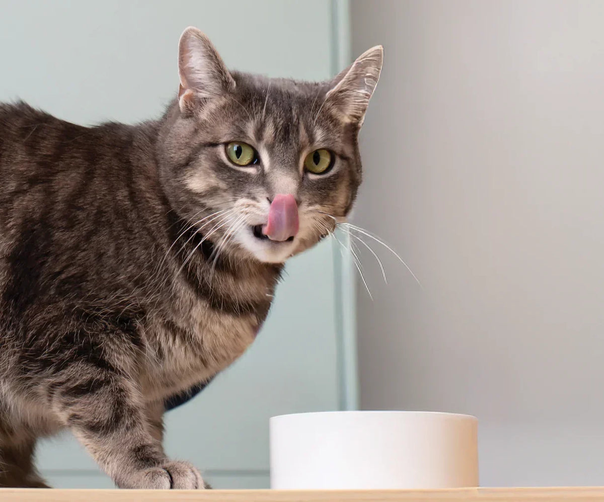 Turkey & Salmon Morsels in Gravy for Cats